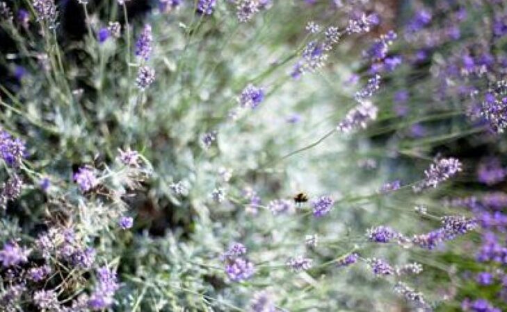 Permaculture, agroécologie, agriculture bio : quelles différences ?