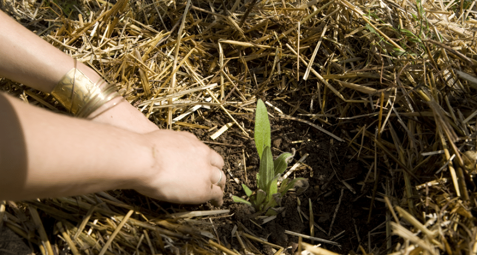 Image agri 0 1 0 0 0