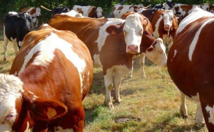 Biolait, la coopérative des paysans qui échappe à la crise