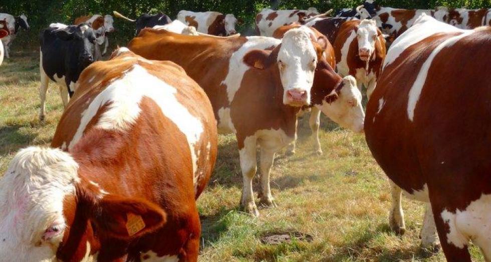 Vache 1 0 0 0 0