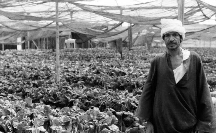 En Égypte, la permaculture sur mesure