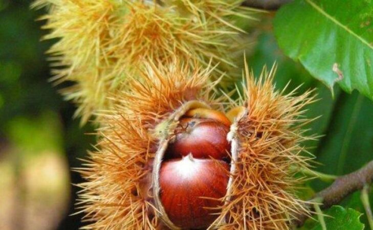 En ce doux automne, les châtaignes boguent et la vannerie est bucolique