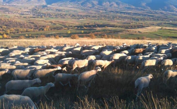 Descente d&rsquo;estive