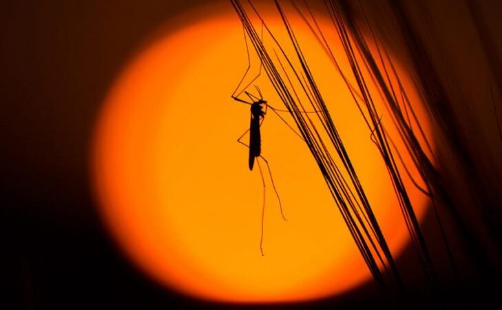 Les insectes volants sont au bord d&rsquo;une catastrophe imminente