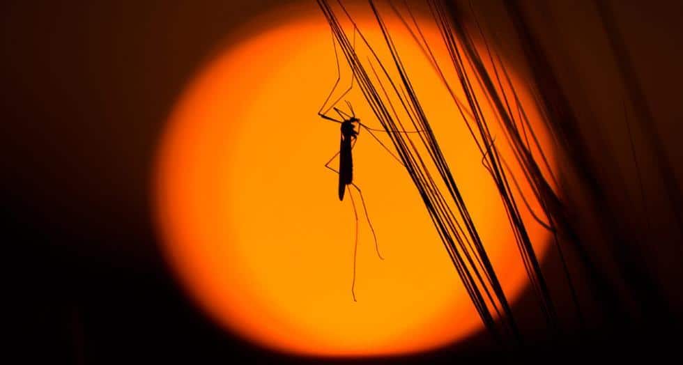 Crepuscule web