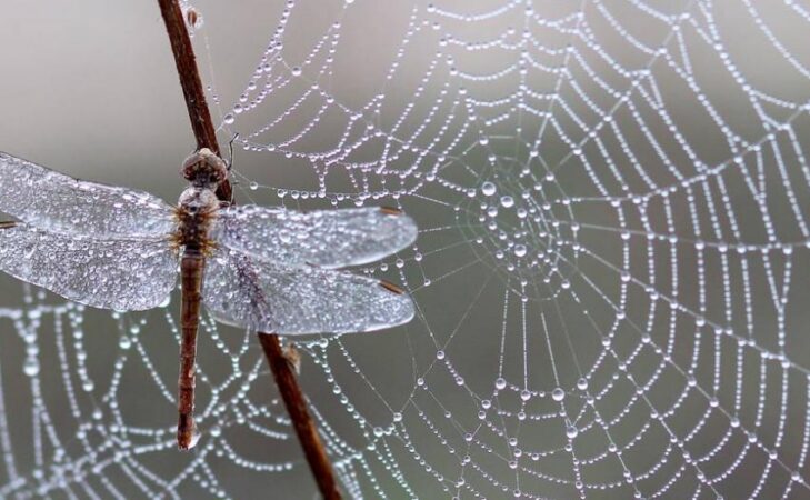 Même les insectes qu’on n’aime pas sont nécessaires