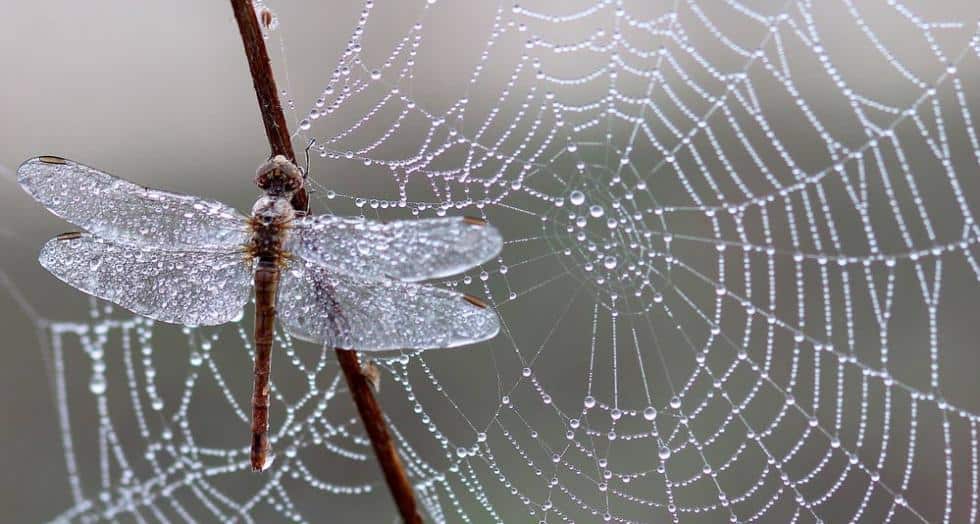 Libellule web