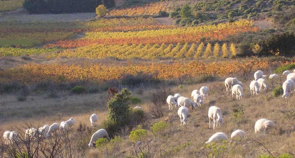 Brebis automne
