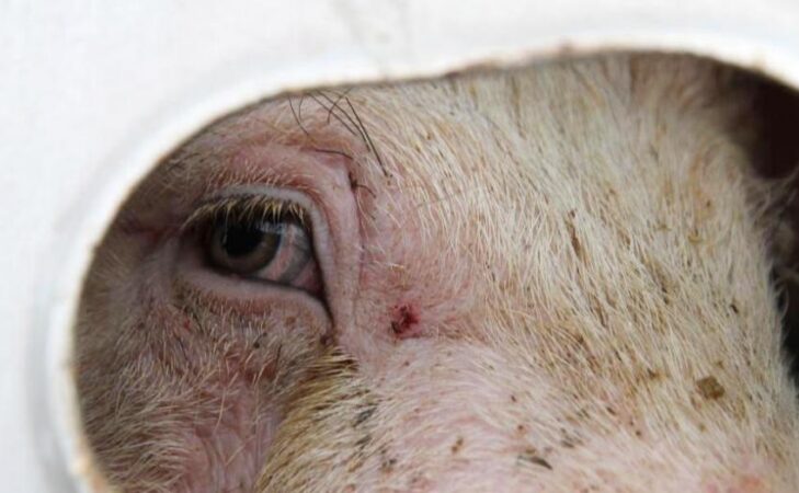 “Il n&rsquo;y a pas de viande heureuse”