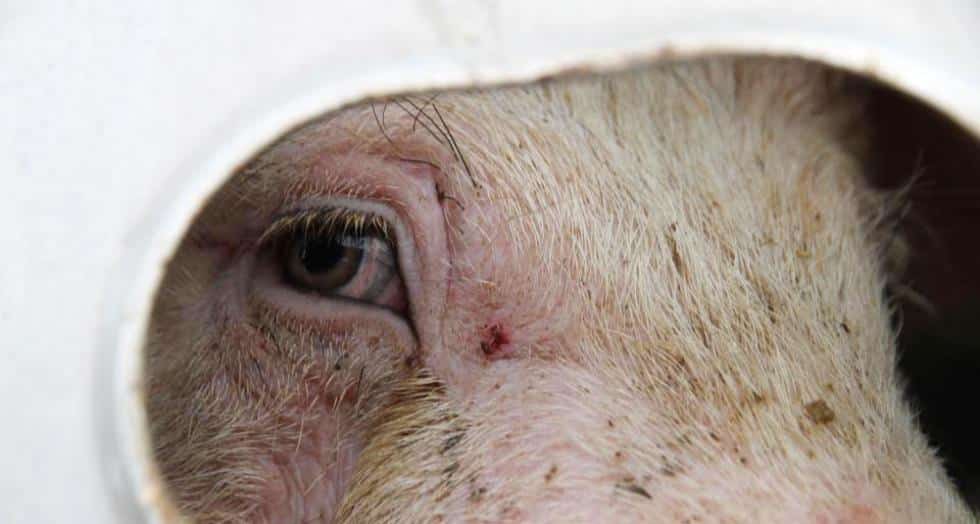Cochon regard 1 0