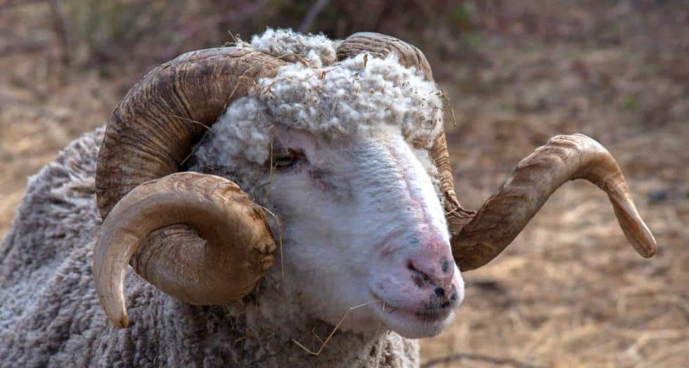 Bouc