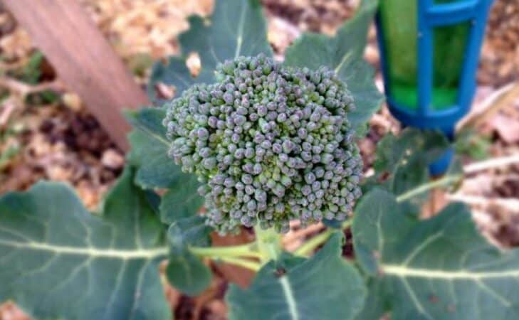 Le brocoli fait sa généalogie