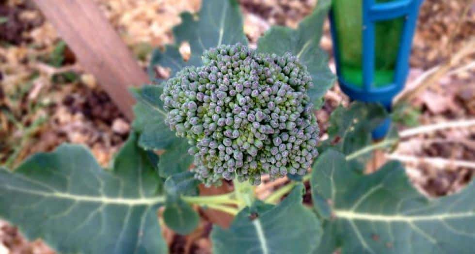 Brocoli