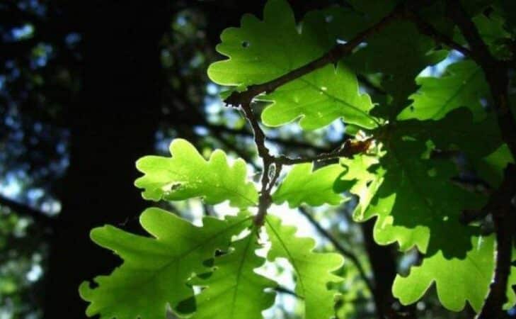 Pourquoi et comment cultiver un jardin sans pétrole