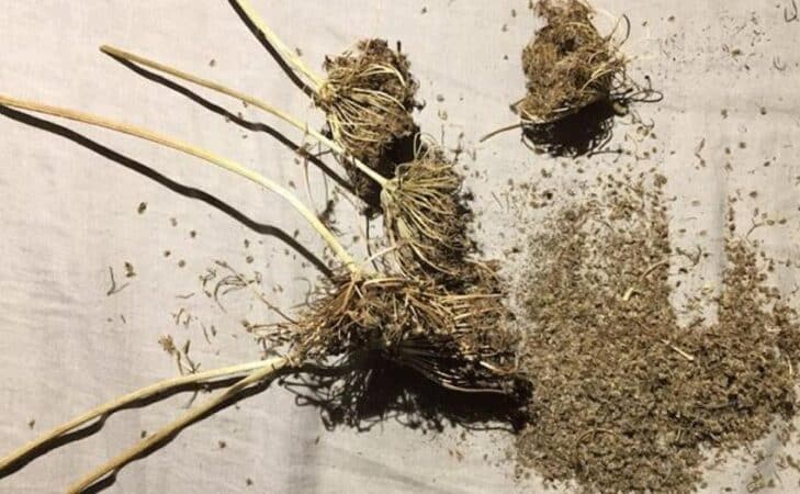 Les anciennes variétés de semences ont une histoire bien vivante