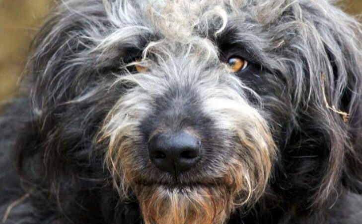 Berger : un métier de chien !