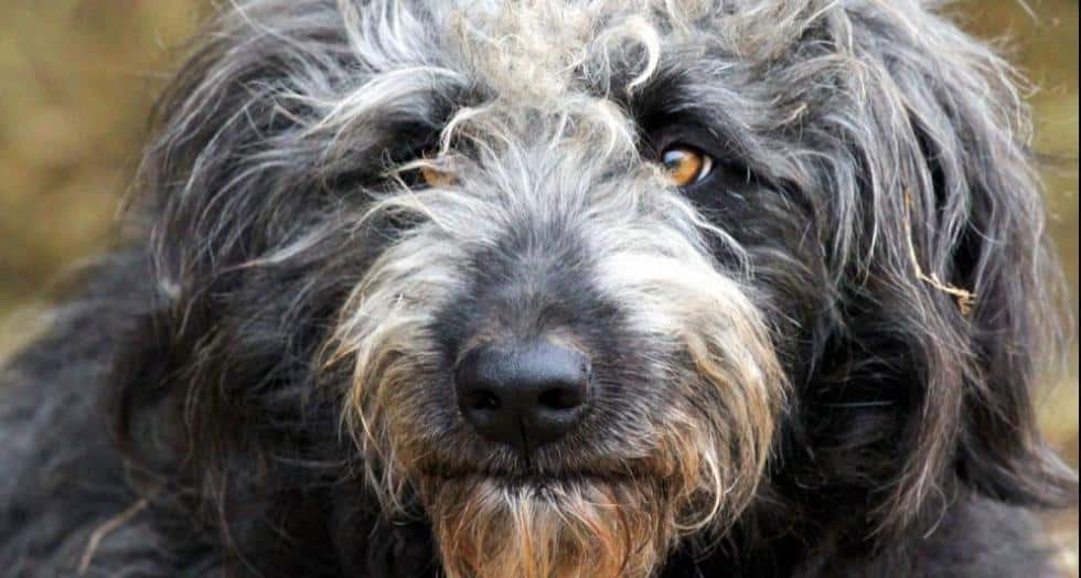 Tauch berger de crau web