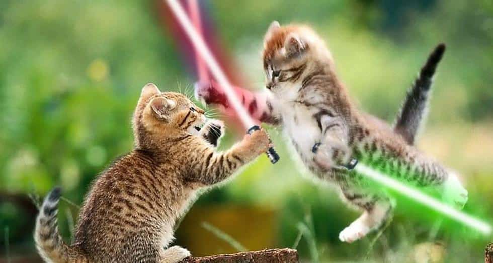 Chatons sabrolasers