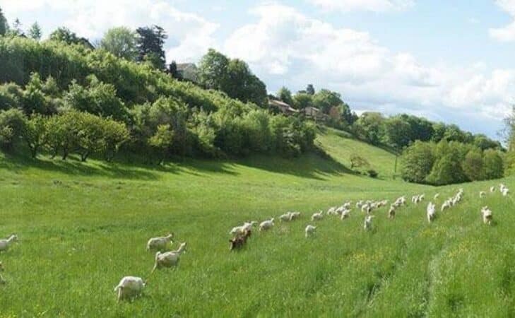 Près de chez nous : la Ferme de l’Hermitage (69)