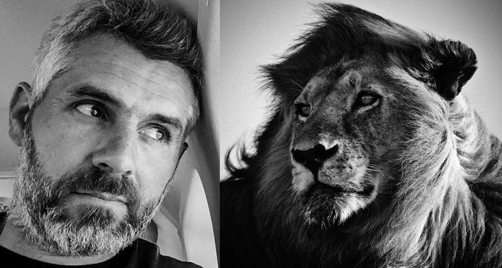 Laurent lion