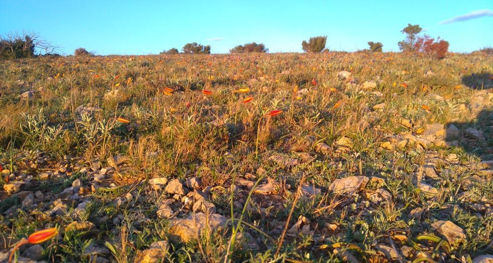 Tulipes australes 1