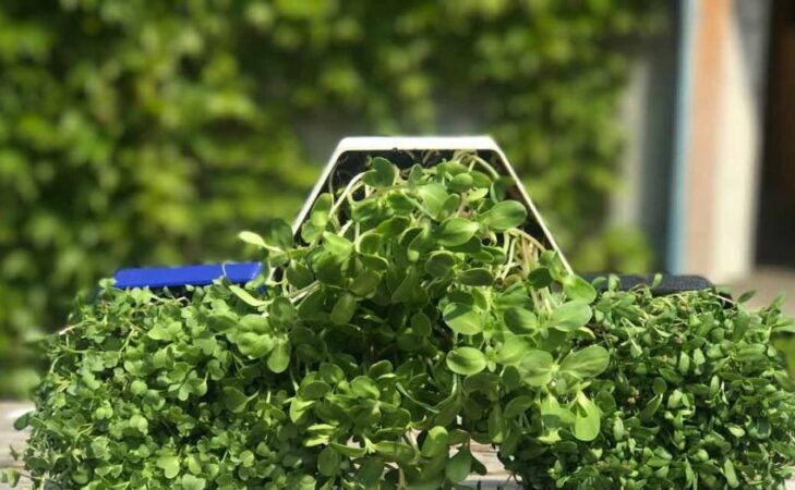 Le Mur Comestible, un jardin à portée de main