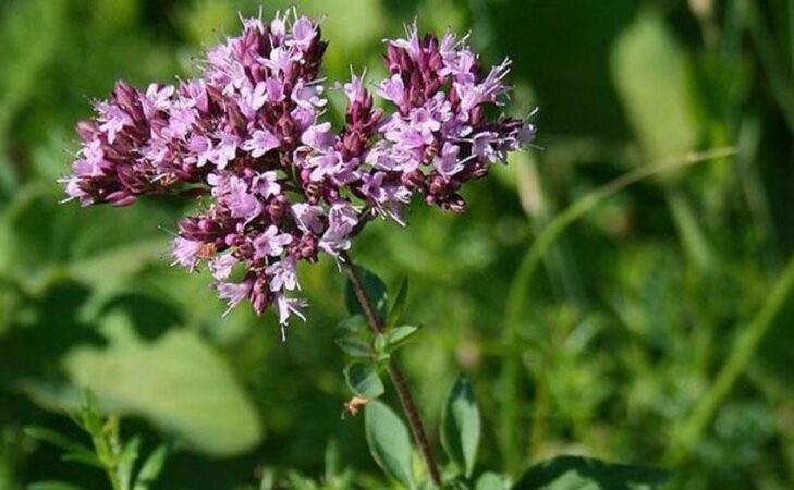 Marjolaine ou origan ? Les jardiniers s’interrogent
