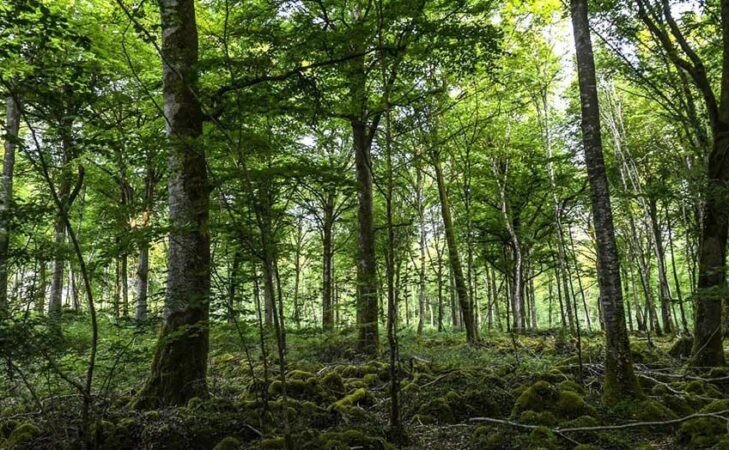 Film : « Le Temps des Forêts »