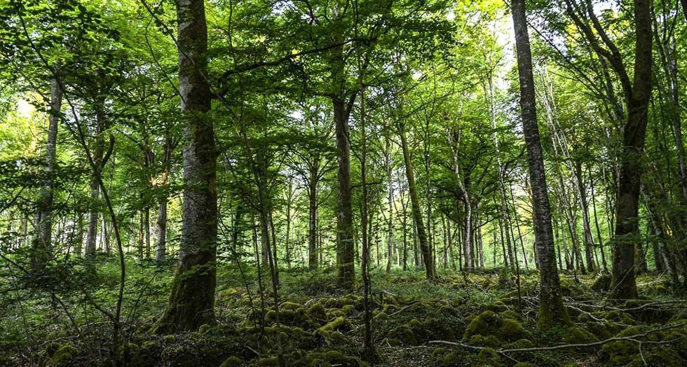 Malforestation et surexploitation du bois sommes nous en train de tuer nos forets 1 0 0 0 0 0 0 0