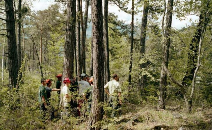 Nouvelles pousses d’une foresterie plus écologique
