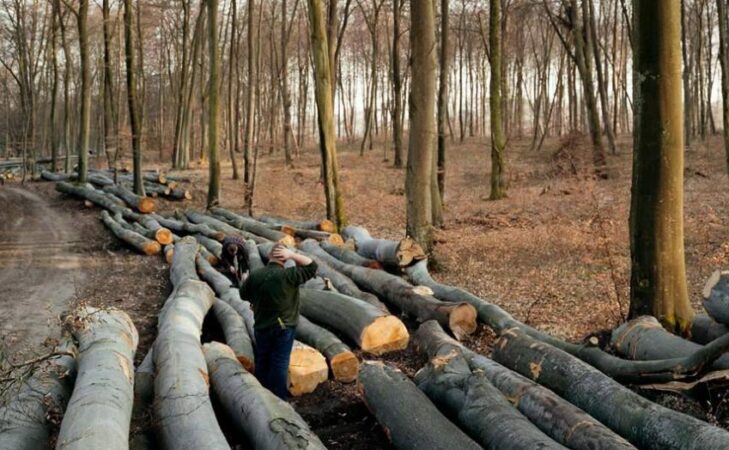 Forêts françaises : une monoculture industrielle ?