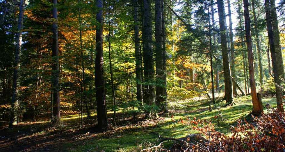Foret couv web 1 0 0 0 0 0 0 0