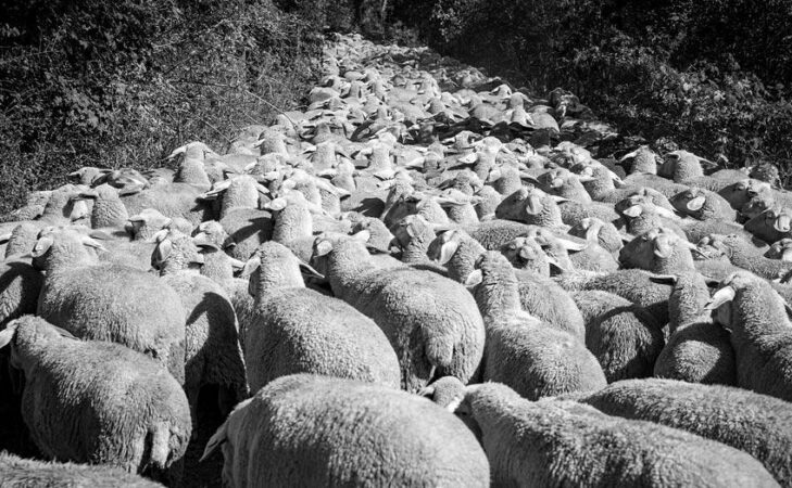 Quand ils partent à l&rsquo;abattoir