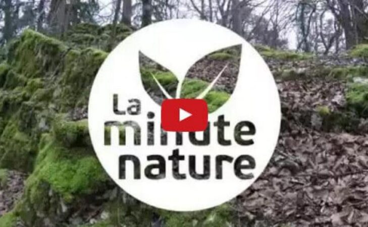 Nouvelle chronique : la minute nature !