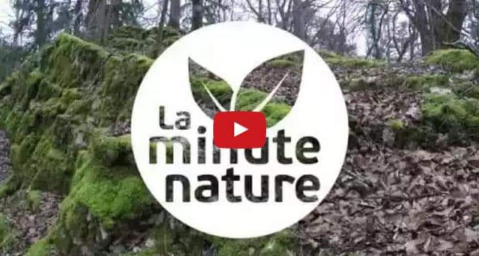 Ouiminutenature 1 0 0 0
