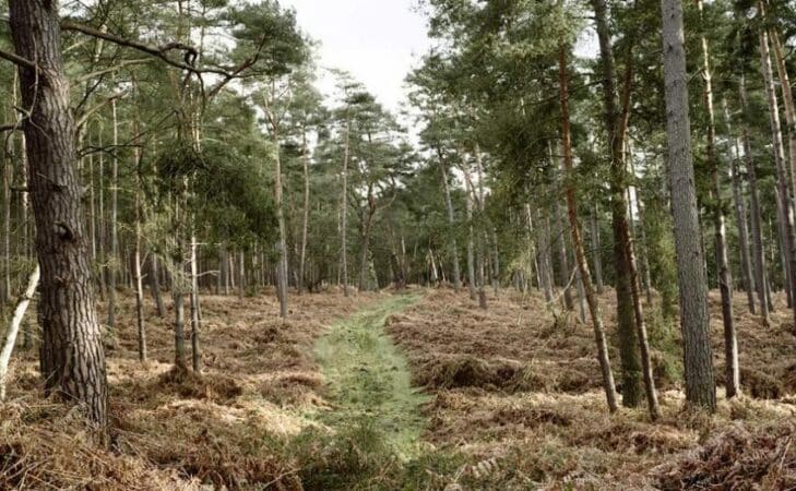 Promenons-nous dans les bois, pendant que l’abatteuse n&rsquo;y est pas…