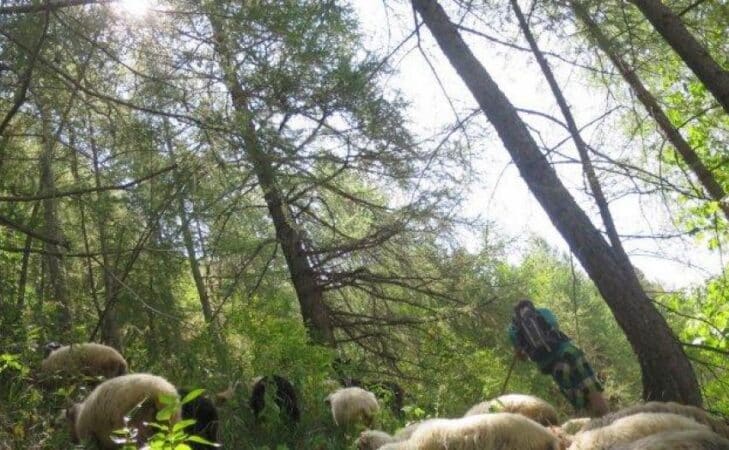 Les bergers qui ne criaient pas « Au loup ! »