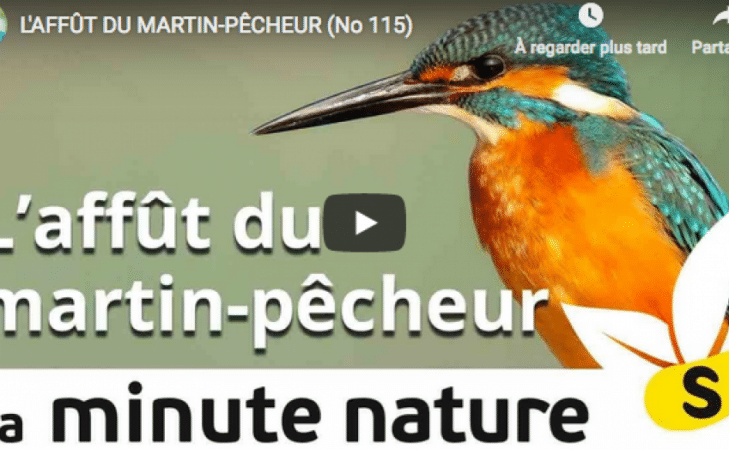 L&rsquo;affût du martin-pêcheur
