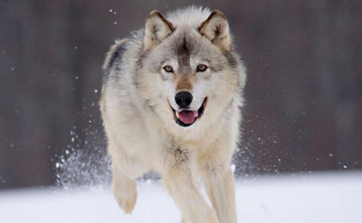 Des loups et des hommes