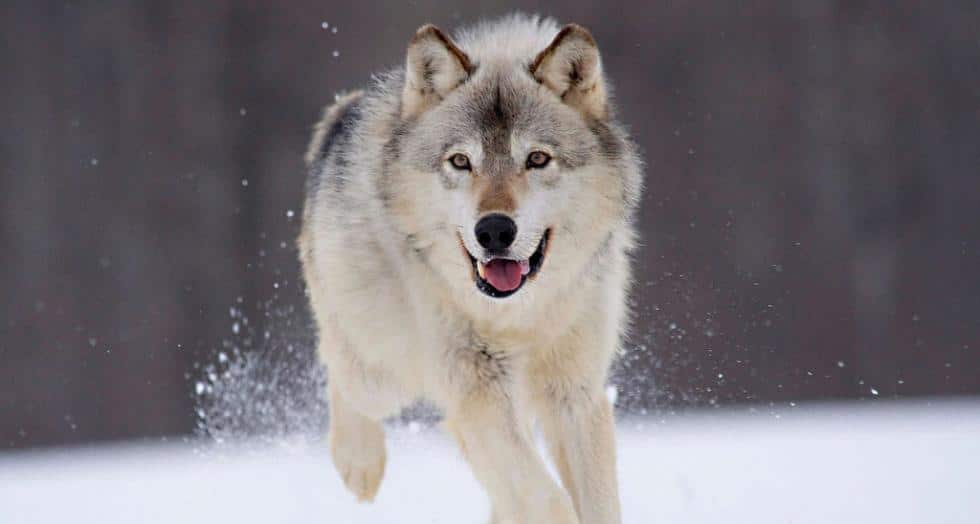 Loup 1 0 0 0 0 0 0