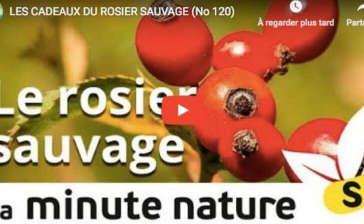 Les cadeaux du rosier sauvage