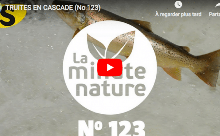 Truites en cascade
