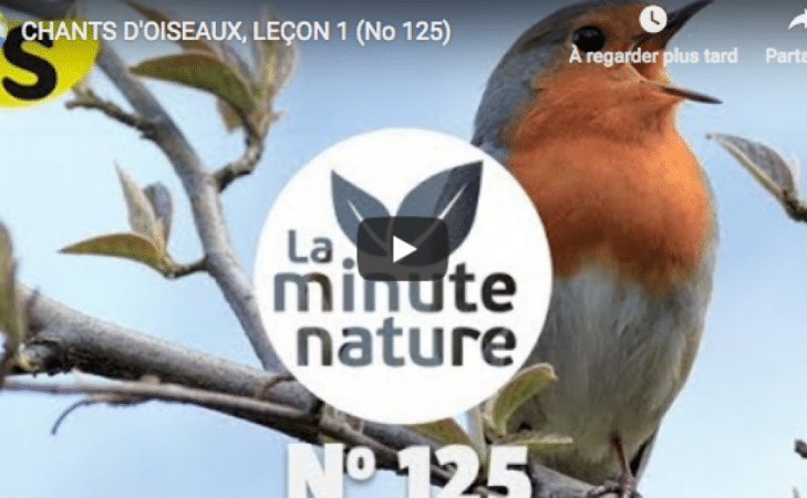 Chants d&rsquo;oiseaux (leçon n°1)