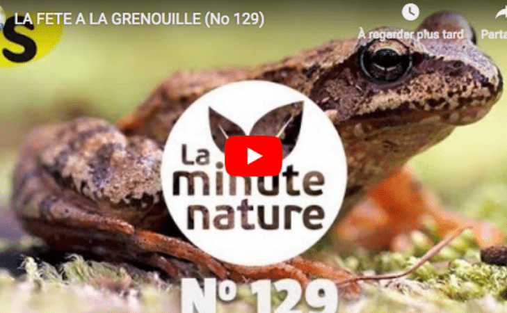 La Fête à la grenouille