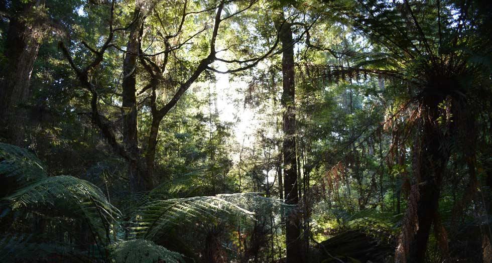 Tarkine 1 0 0 0