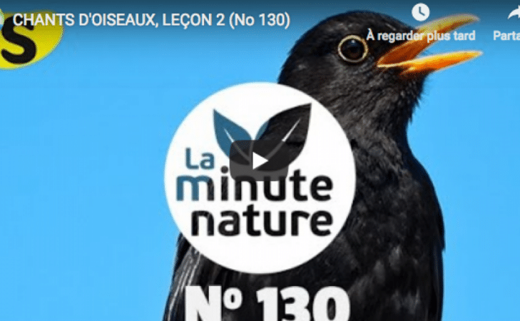 Chants d’oiseaux (leçon n°2)