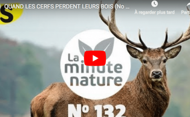 Quand les cerfs perdent leurs bois