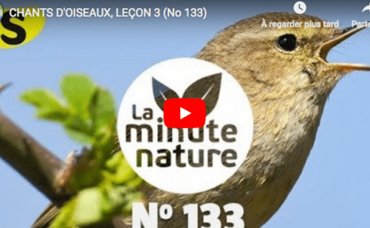Chants d’oiseaux (leçon n°3)