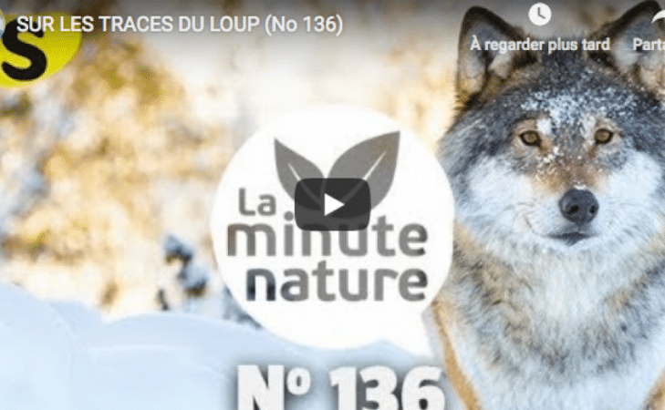 Sur les traces du loup