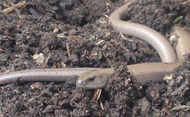 Les orvets sont une bénédiction pour le jardin